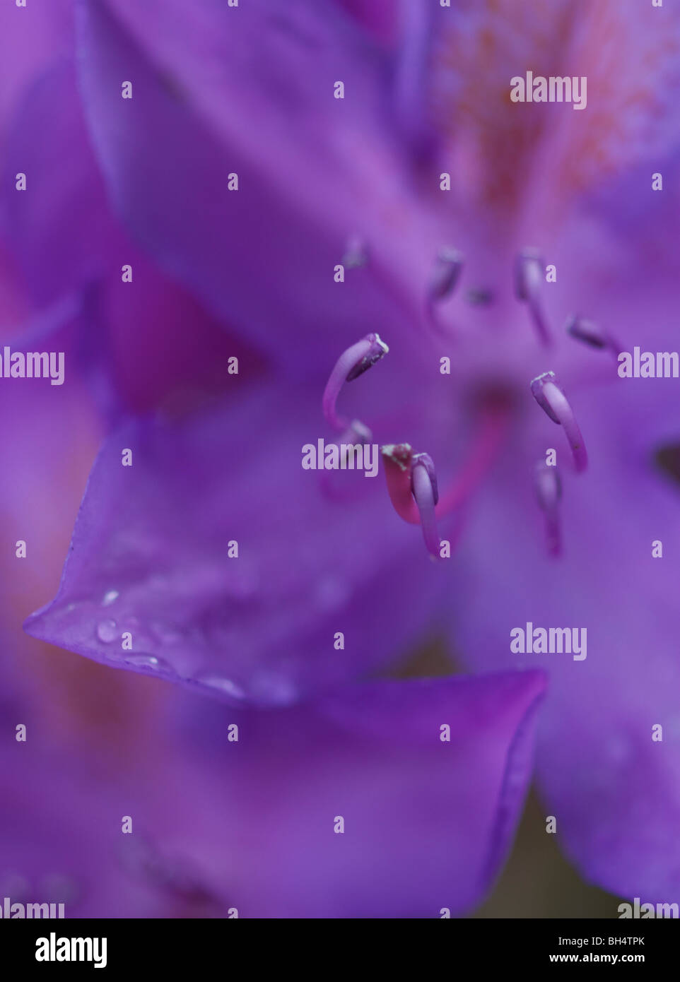 Nahaufnahme der lila Rhododendron (Ericaceae) mit Blütenblättern, Stigma und Stamine. Stockfoto