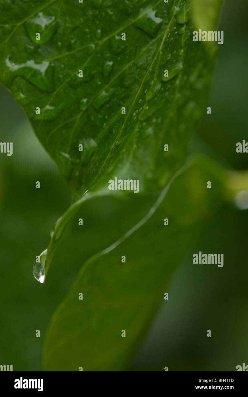 Regentropfen auf einem Hedera (Hedera Helix) Blatt, auch als gemeinsame Efeu oder Englisch Efeu. Stockfoto