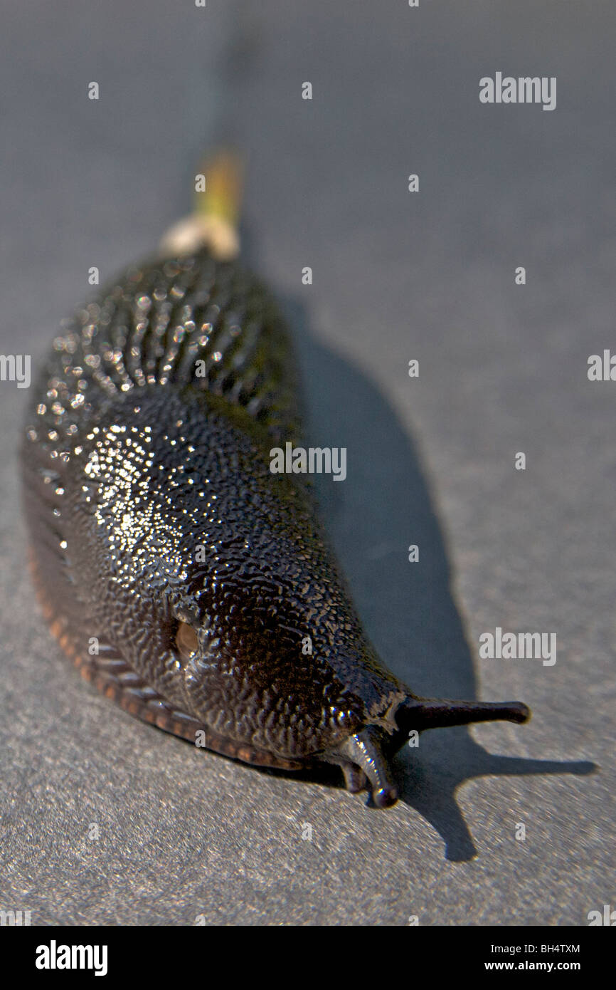 Schwarze Schnecke (Arion Ater) mit deutlich sichtbaren Atmung Loch (Pneumostome) im Mantel. Stockfoto