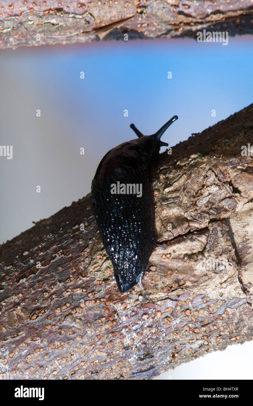 Schwarze Schnecke (Arion Ater) kriechen auf Baumstamm, hinterlässt eine Spur von Schleim. Stockfoto