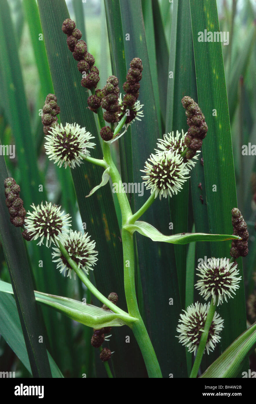 Portraitbild verzweigte Bur-reed Pflanze (Sparganium Erectum) Stockfoto