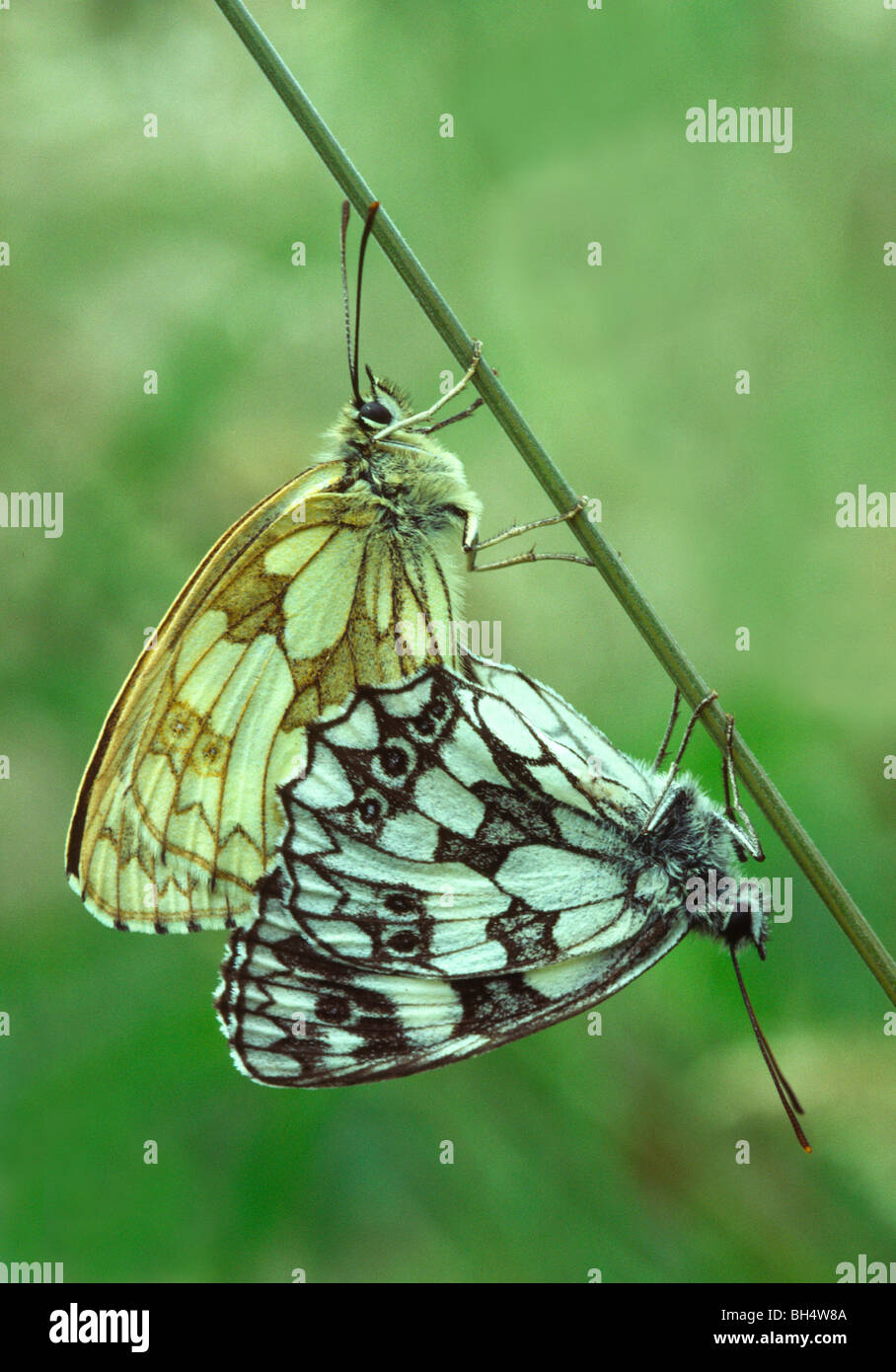 marmorierte weißen Schmetterlinge (Melanargia Galathea) befestigt Grass Stamm Stockfoto