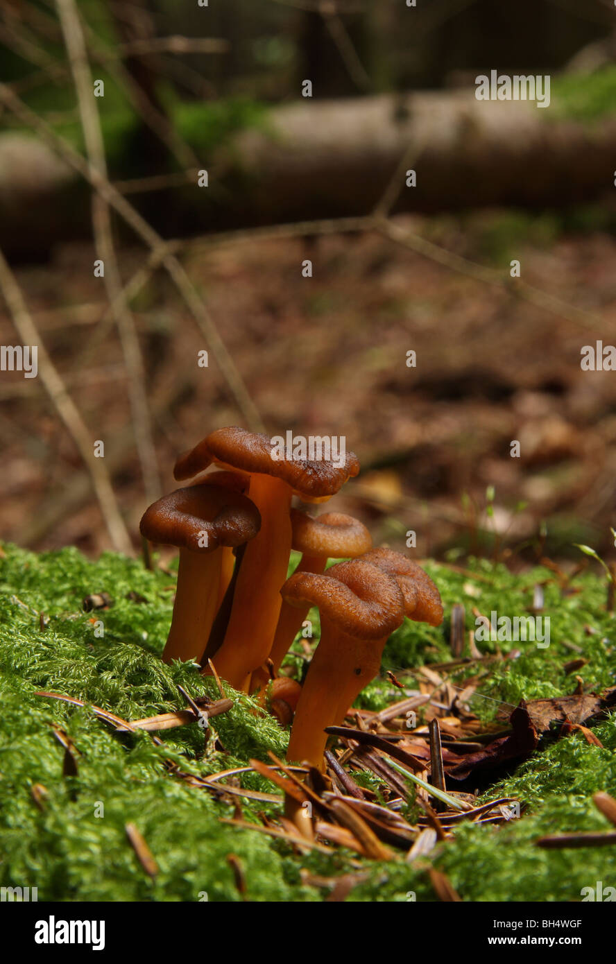 Eine kleine Gruppe von Lactarius Mitissimus Pilze wachsen durch Moos im Wald. Stockfoto