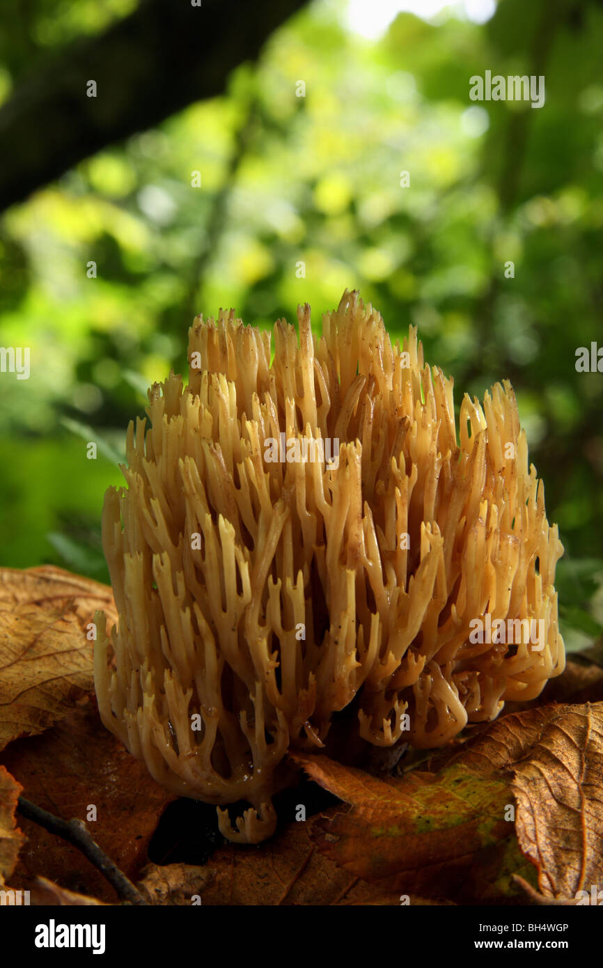 Große Büschel von Clavulinopsis Cinerioides Pilze wachsen durch Laub auf dem Waldboden. Stockfoto