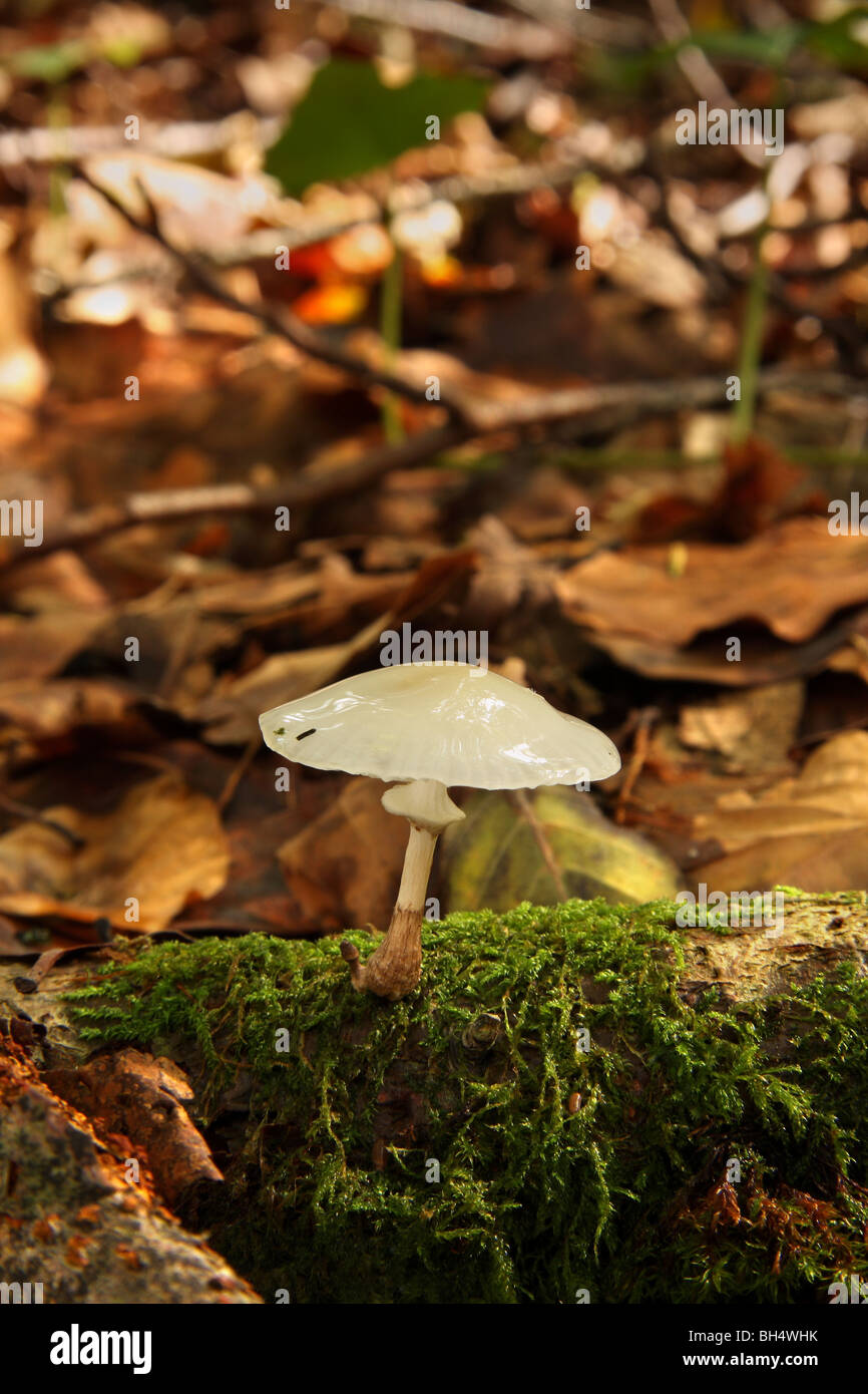 Ein einzelner Porzellan Pilz (Oudemansiella Mucida) auf das Moos wachsen bedeckt gefallenen Niederlassung in Laubwald. Stockfoto