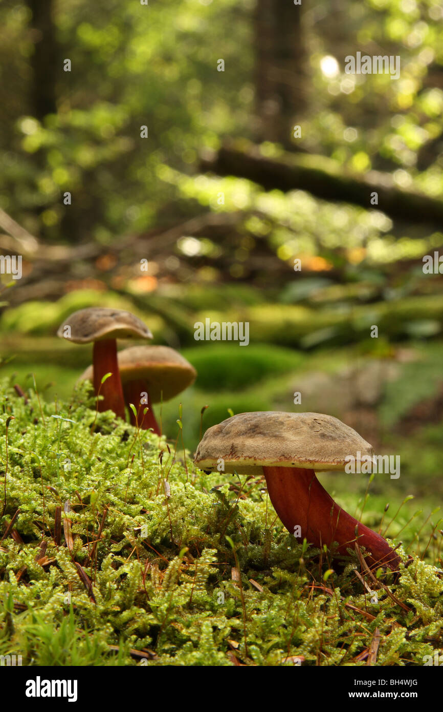 Drei sehr kleine Steinpilze Pilze wachsen durch Moos im Wald. Stockfoto
