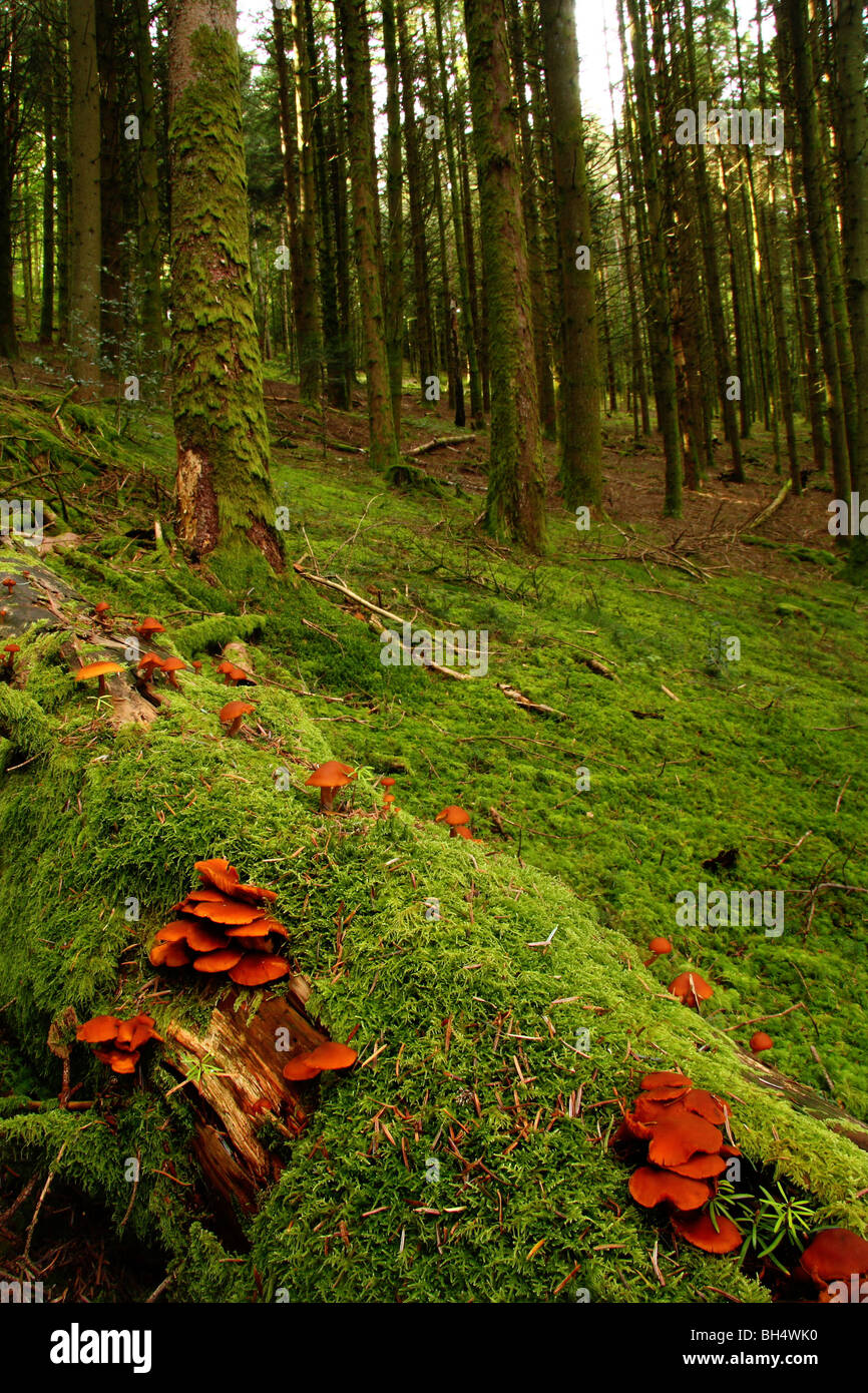 Mehrere Cluster Galerina Stockschwämmchen Pilze auf einen umgestürzten Baum im moosigen Wald. Stockfoto