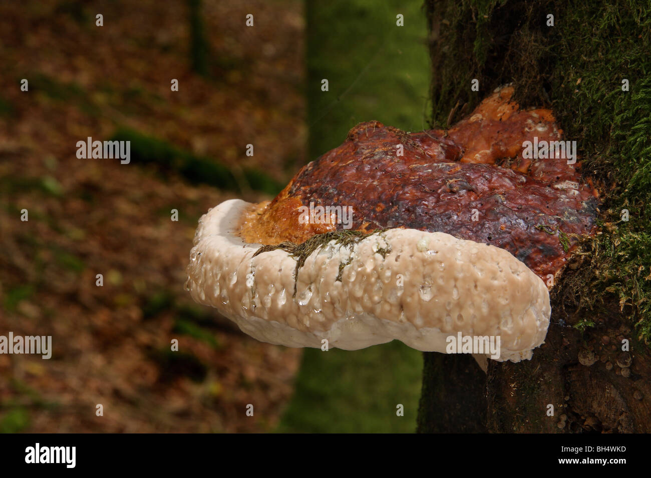 Großen holzigen Halterung Pilz auf einem Baum im Wald sickert Tröpfchen Flüssigkeit aus seinem Rand. Stockfoto