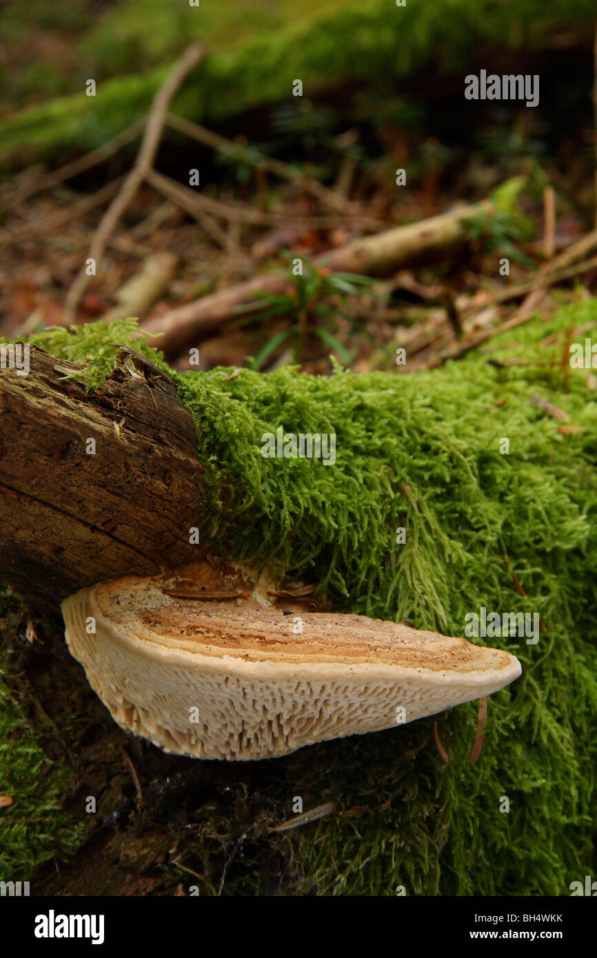 Einzigen Lenzites Betulina Halterung Pilz auf tot gefallenen bemoostes Holz im Wald. Stockfoto