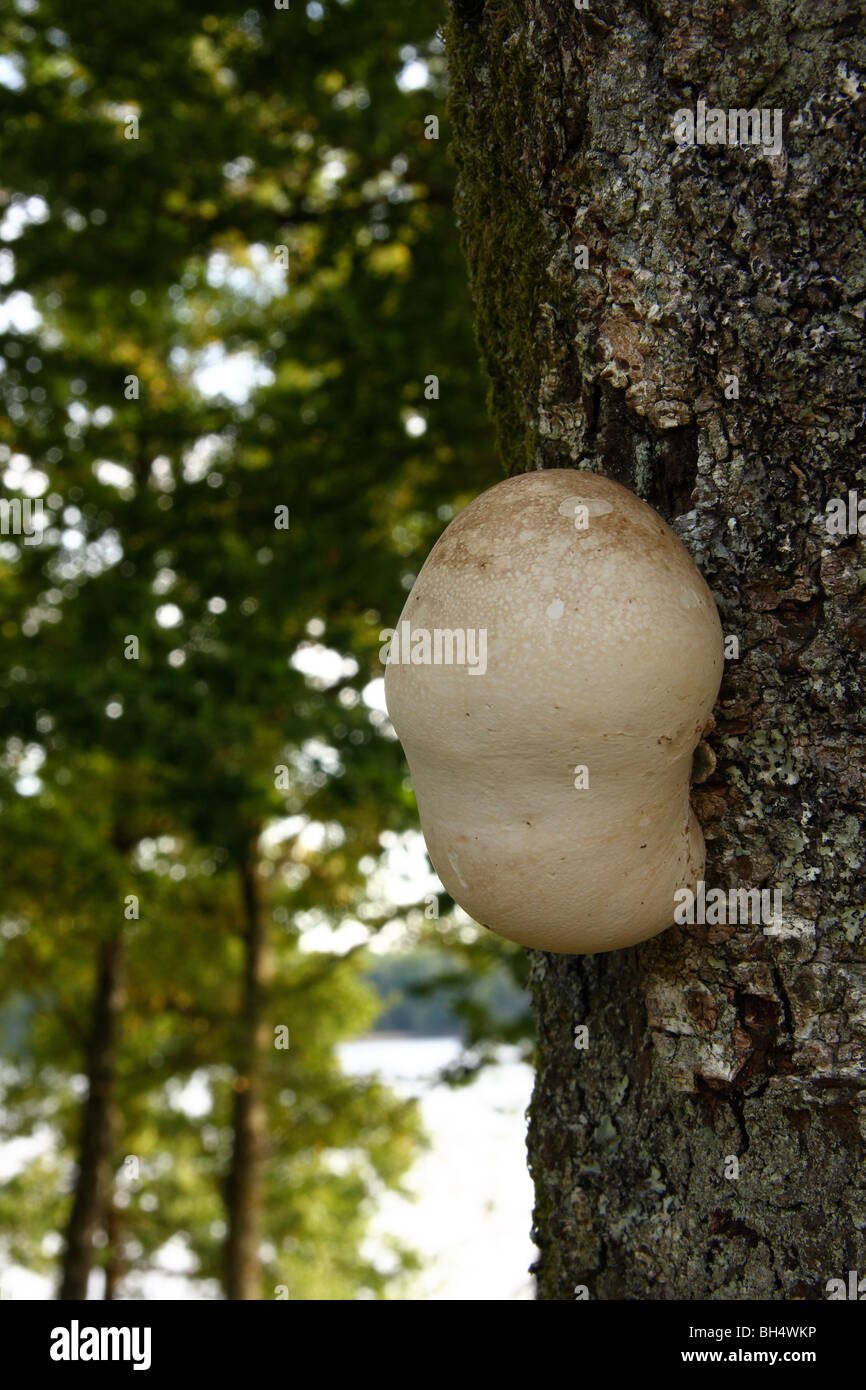 Junge Halterung Pilz auf einem Baum im Wald. Stockfoto