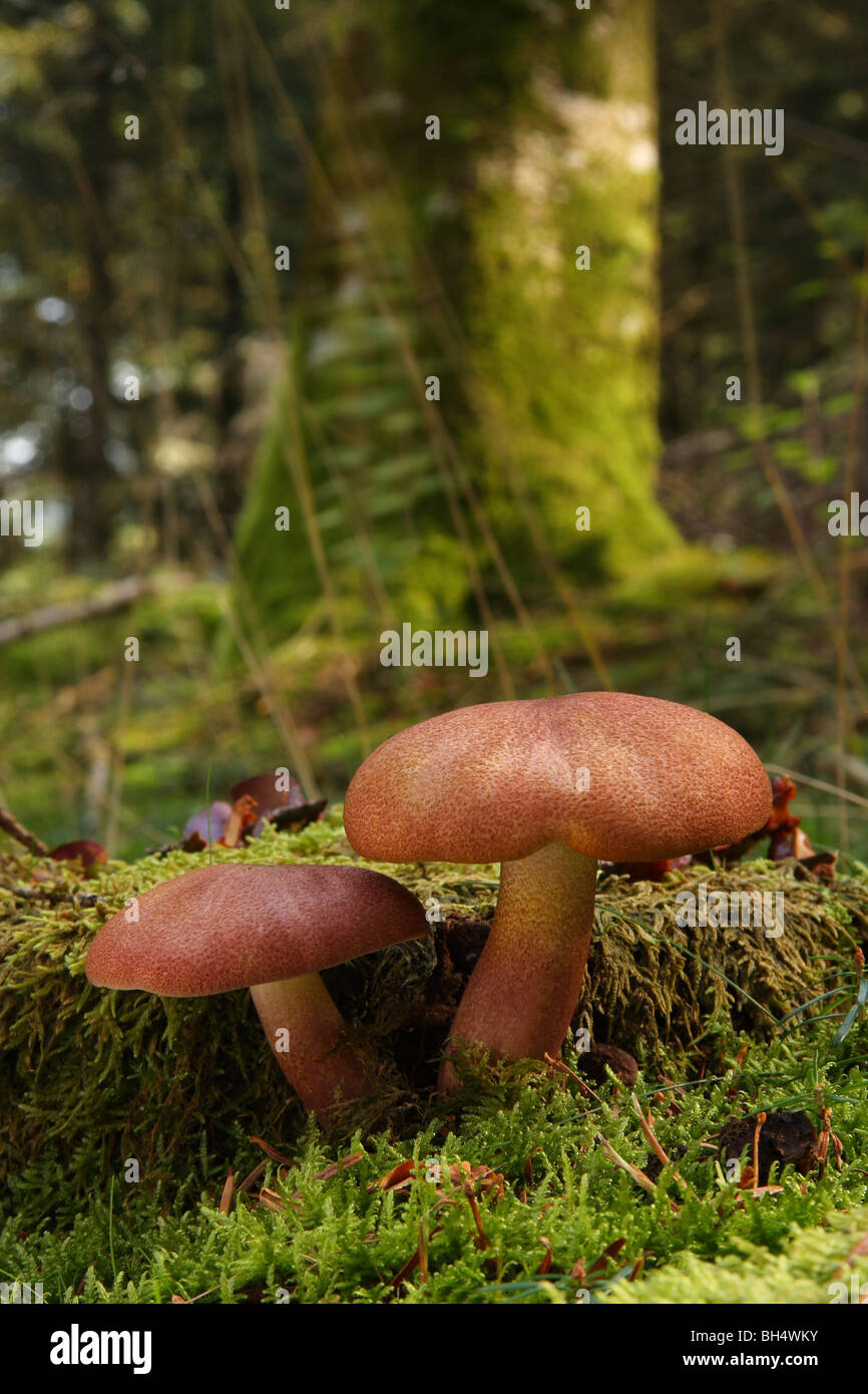 Zwei Pflaumen und Pudding Pilze (Tricholomopsis Rutilans) neben Moos bedeckt Kiefer Baumstumpf im Wald. Stockfoto