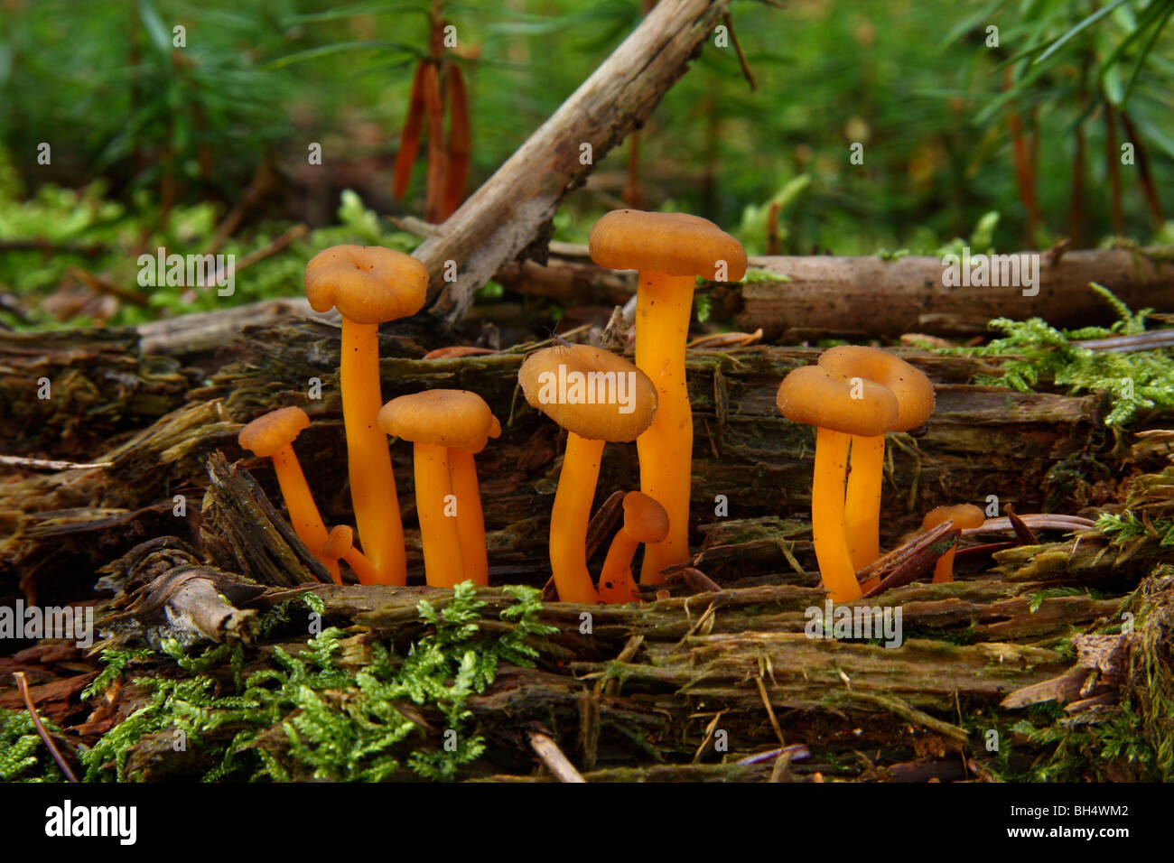 Gruppe der kleinen orange Pilze wachsen auf morschem Holz in einem Pinienwald. Stockfoto