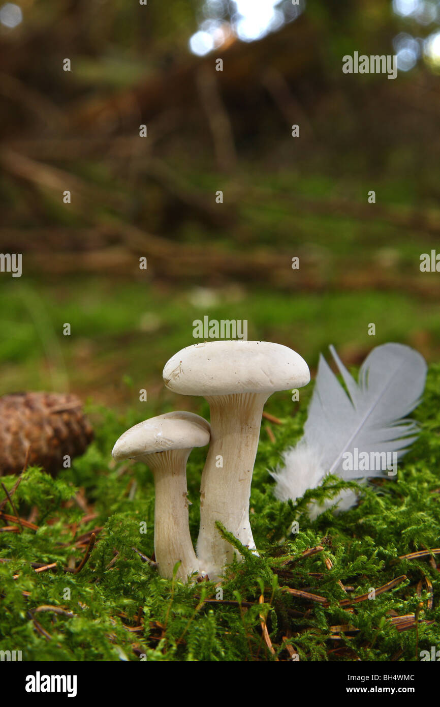Zwei kleine weiße Pilze wachsen in Moos im Mischwald. Stockfoto
