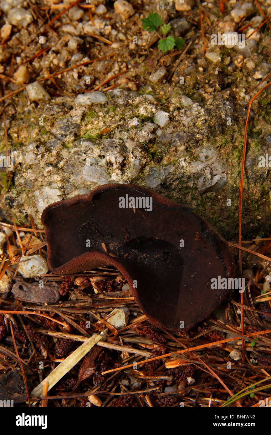 Peziza Badius Pilze wachsen auf dem Boden neben einem Stück Granit. Stockfoto