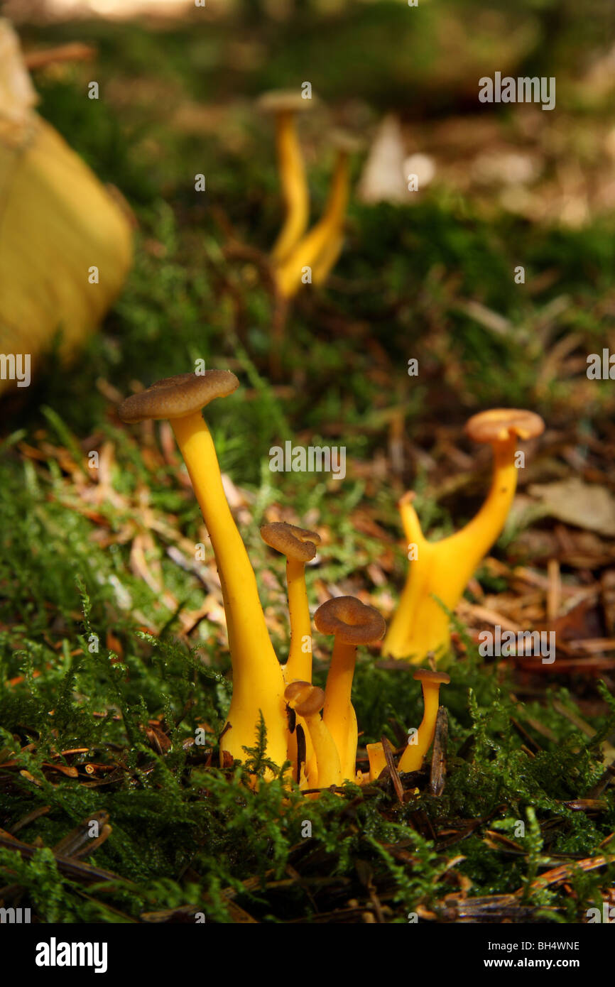 Nicht identifizierte gelb verzweigende Pilze mit Kappen in Mischwälder wachsen. Stockfoto