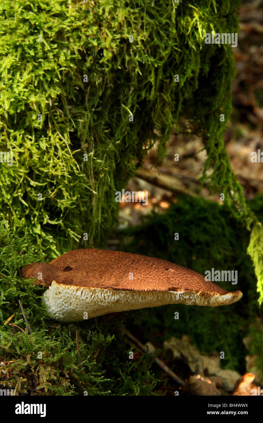 Einzigen unbekannten Halterung Pilz auf dem Moos bedeckten Baum. Stockfoto