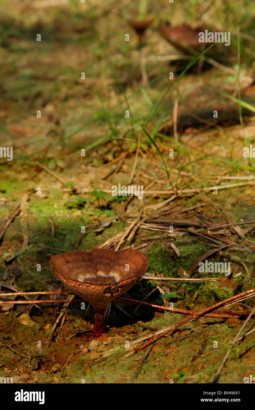 Einzelne Coltricia Perennis Pilz auf einen Waldweg mit zwei anderen in der Ferne. Stockfoto