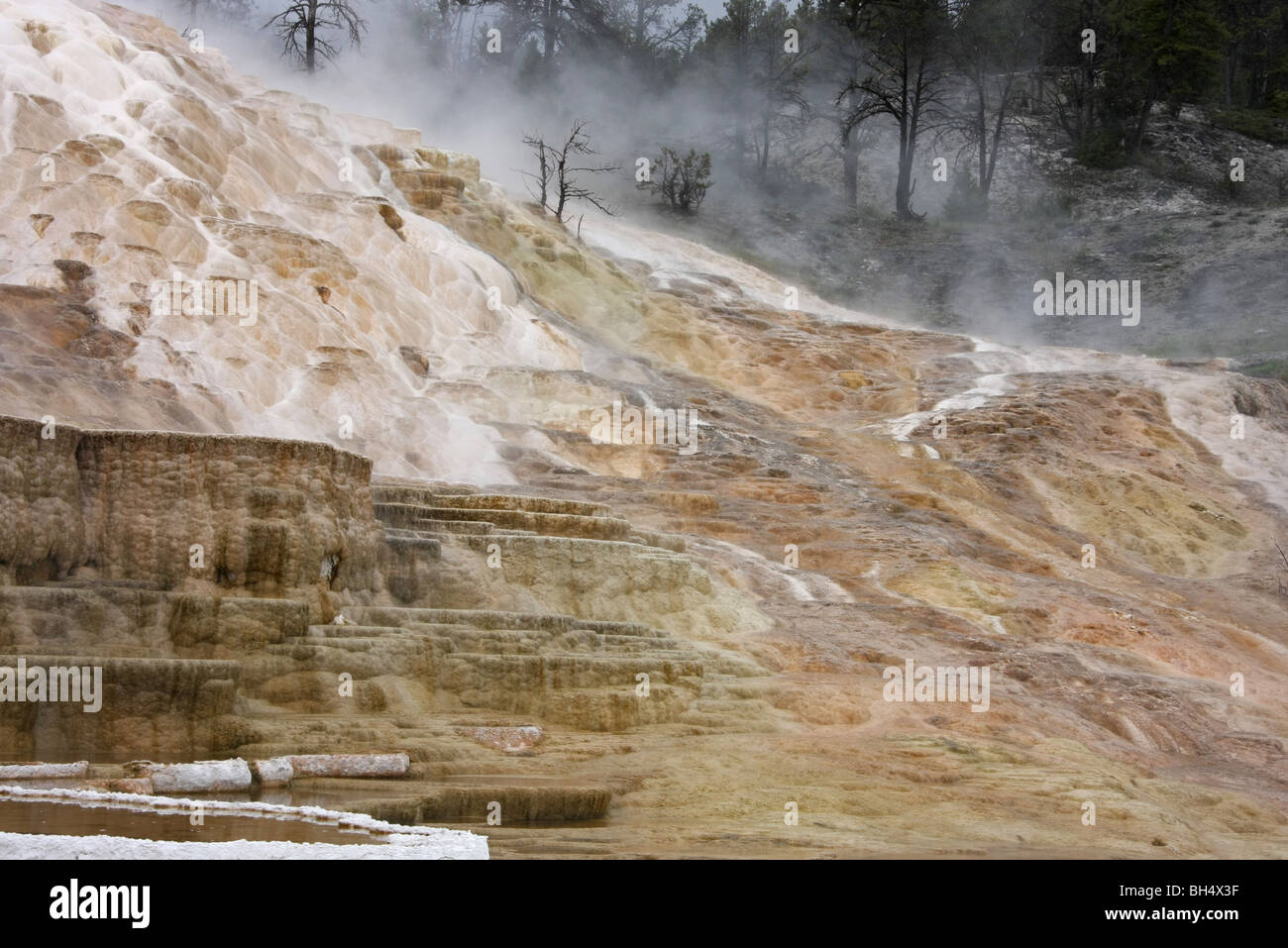 Travertin Terrassen, Mammoth Hot Springs, Yellowstone-Nationalpark Stockfoto