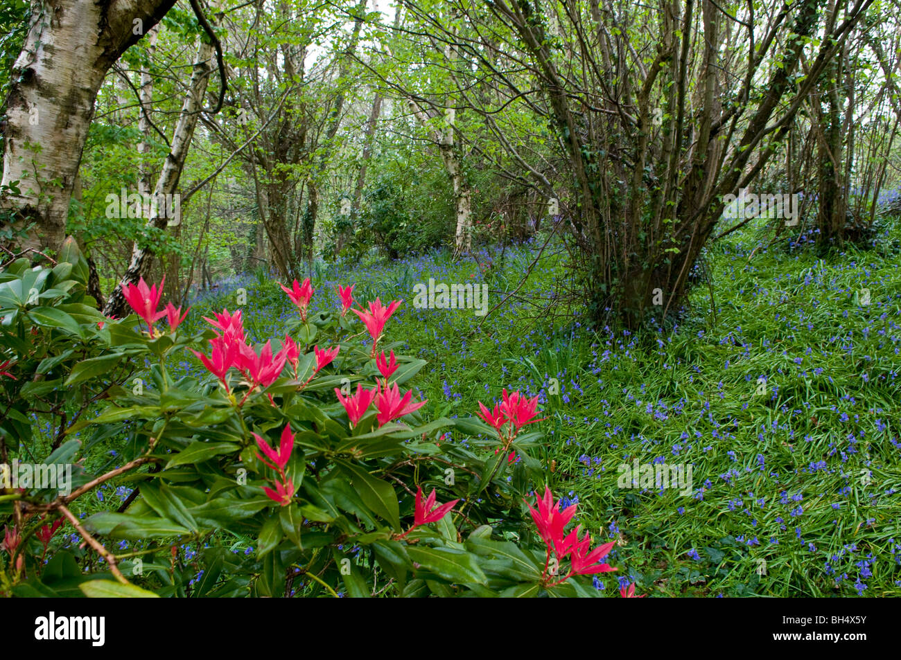 Bluebell Holz in Robin Hill auf Isle Of Wight. Stockfoto