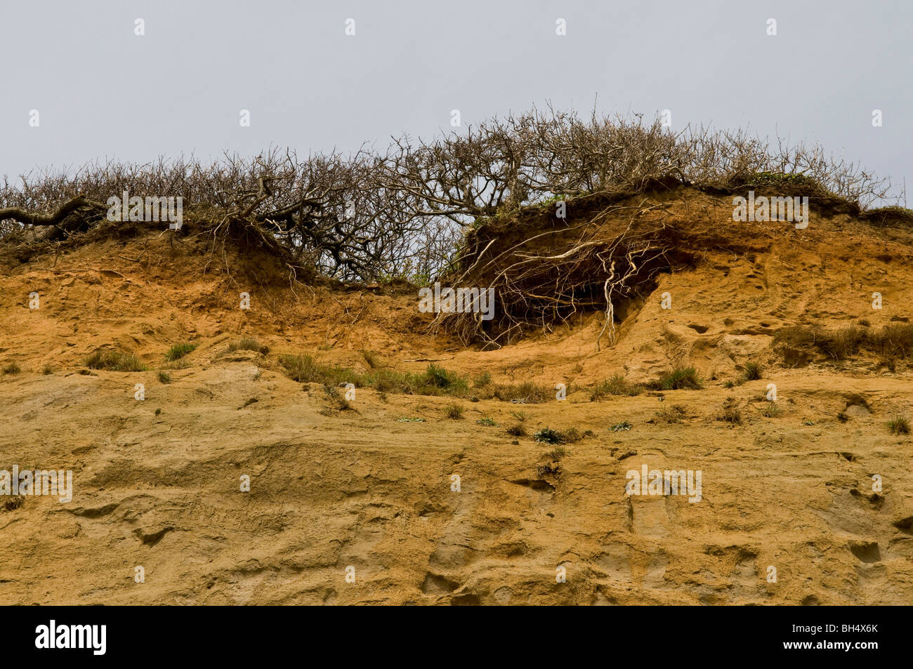 Cliff Erosion am Shanklin auf Isle Of Wight. Stockfoto