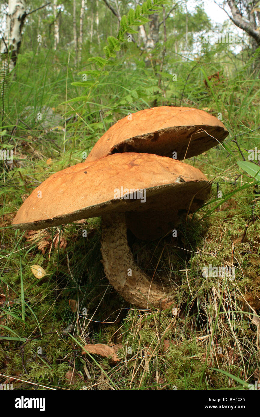Wilde Pilze im Laubwald auf Kinlochleven. Stockfoto