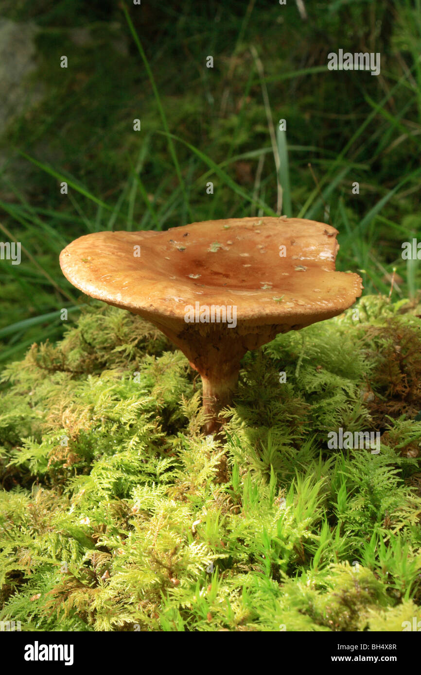 Pilze wachsen in Laubwald in Kinlochleven. Stockfoto