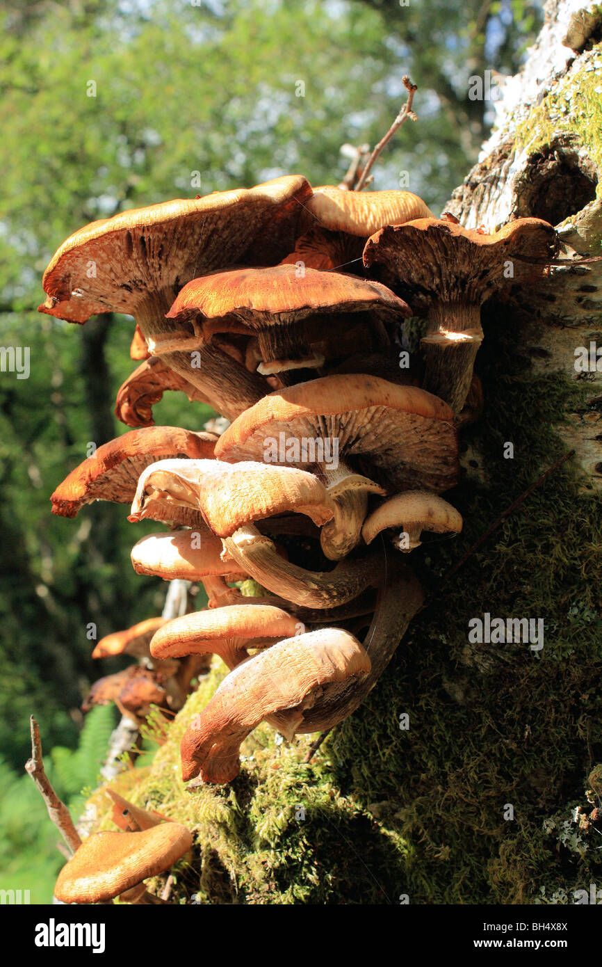 Masse der Pilze wachsen auf einem Baumstamm in Kinlochleven. Stockfoto