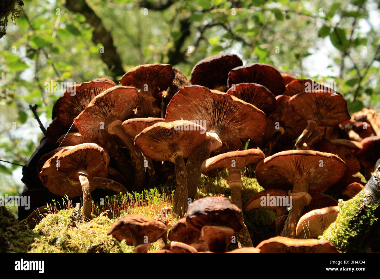 Masse der Pilze wachsen auf faulenden Baumstamm in Kinlochleven. Stockfoto