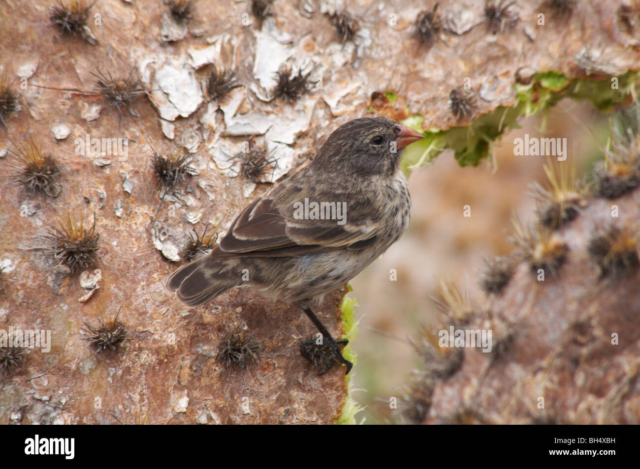 Kaktus grundfink -Fotos und -Bildmaterial in hoher Auflsung  Alamy