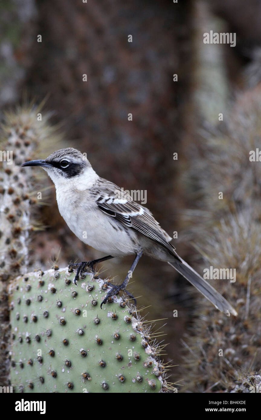 Mockingbird (zählt Parvulus) thront Birne Kaktus (Opuntia Spp Echios Var Echios) Stockfoto