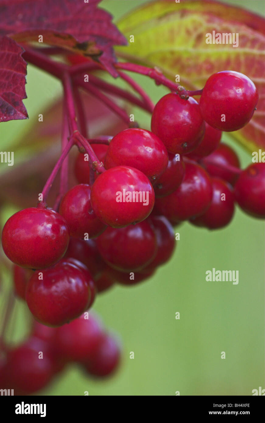 Guelder rose Beeren (Viburnum Opulus). Stockfoto