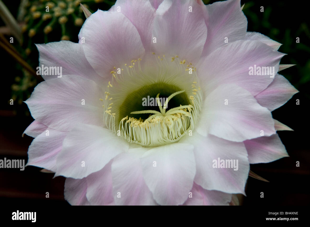 Tages-Kaktusblüte im Juli. Stockfoto