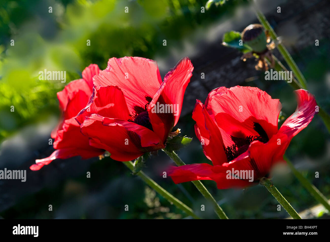 Rote Mohnblumen in Warwick. Stockfoto