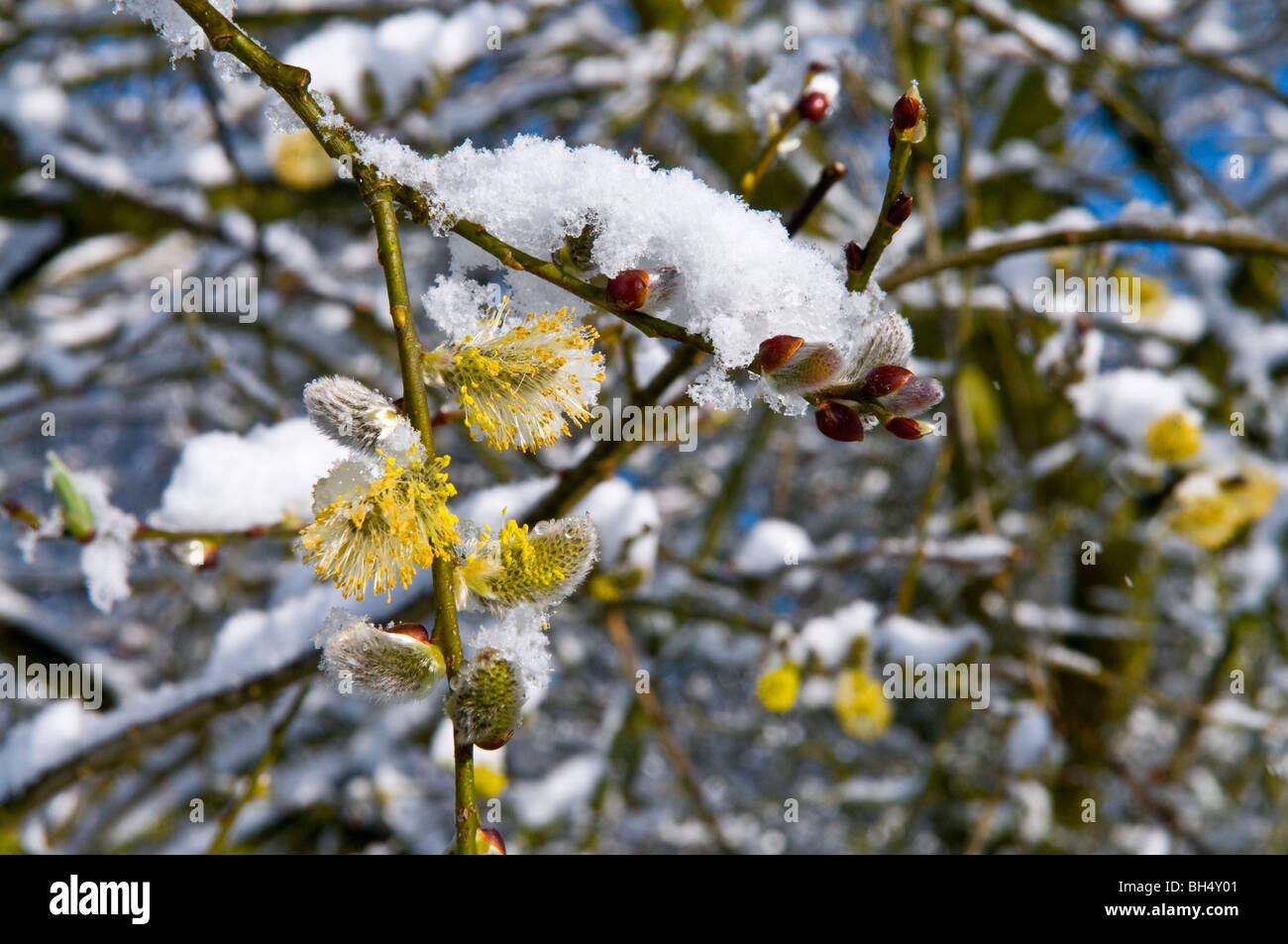 Schnee auf der Weide Kätzchen im Frühjahr. Stockfoto