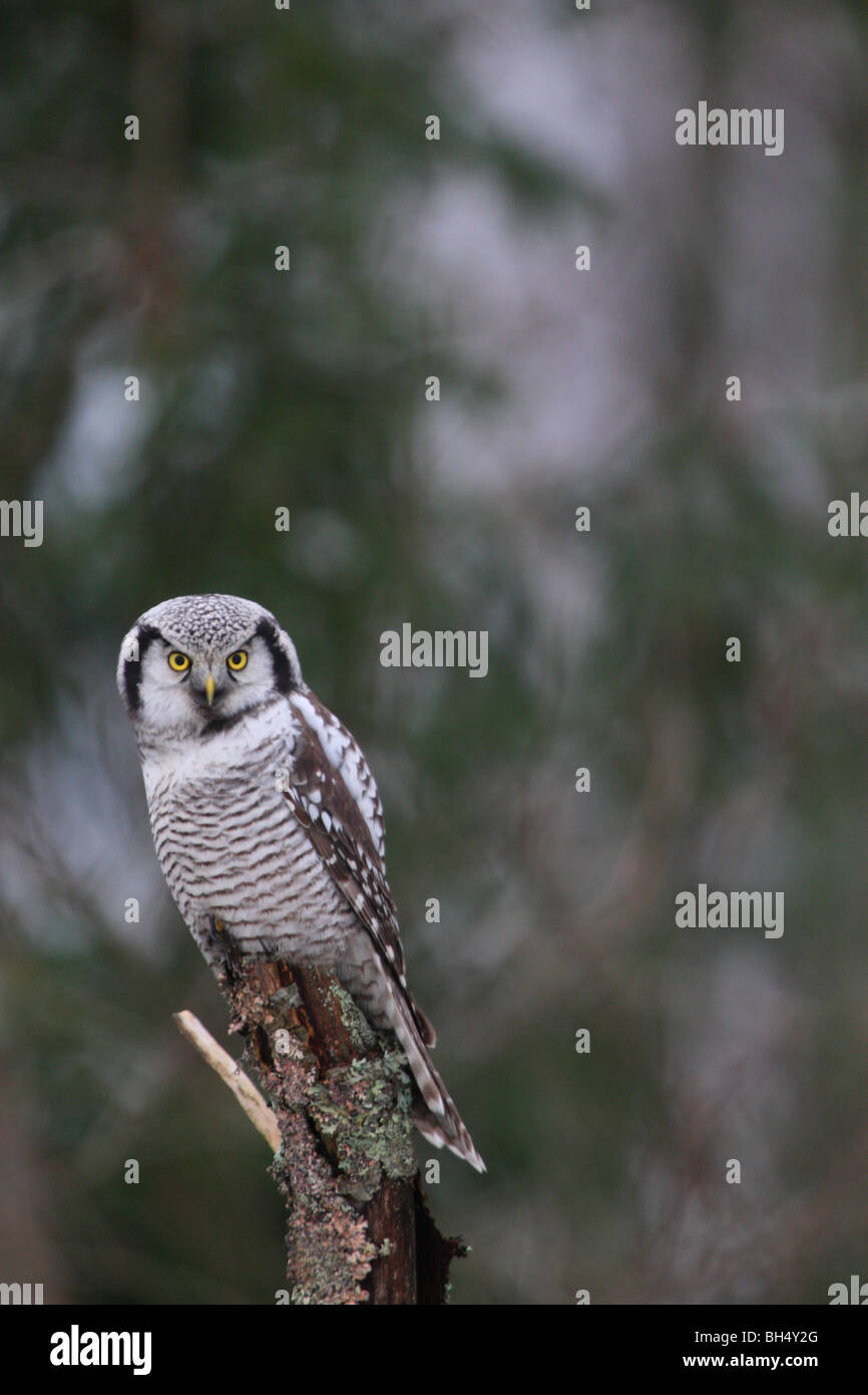 Wilden nördlichen Sperbereule, Surnia Ulula. Stockfoto