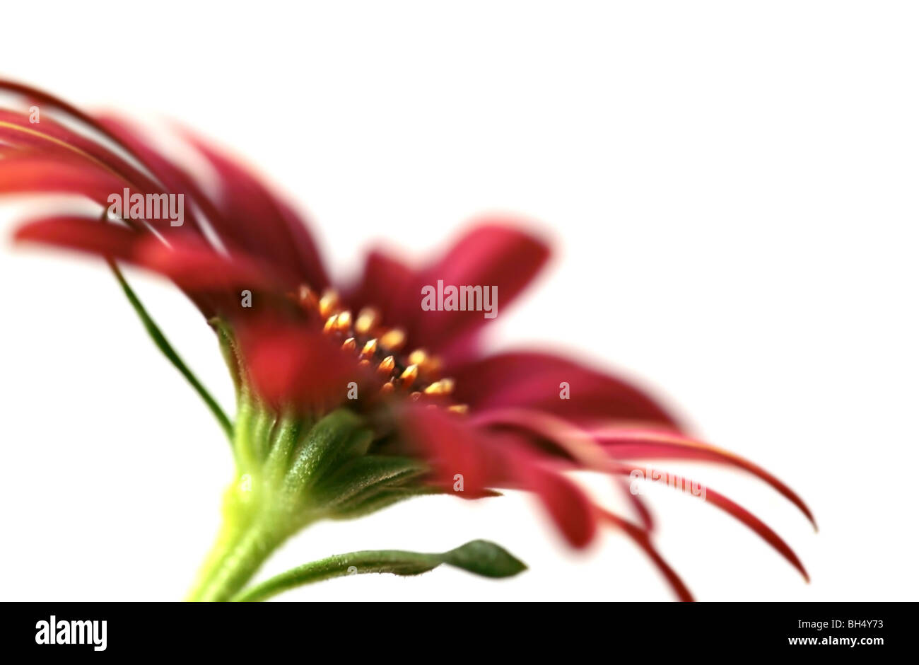 Osteospernum sonnige Shiela in soft-Fokus Stockfoto