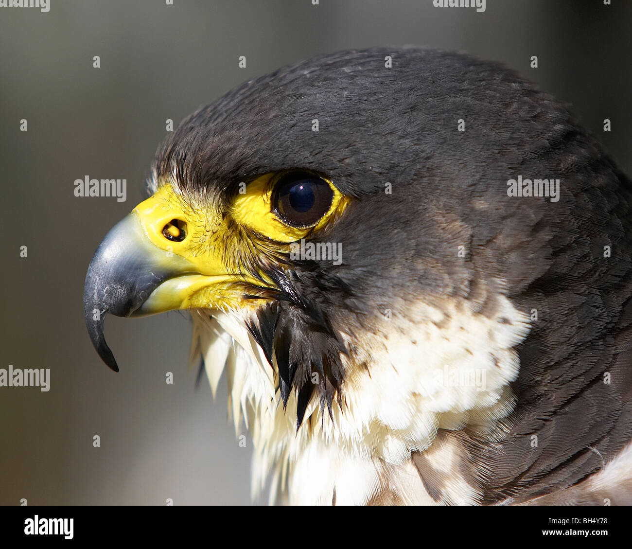 Wanderfalken im Profil. Stockfoto