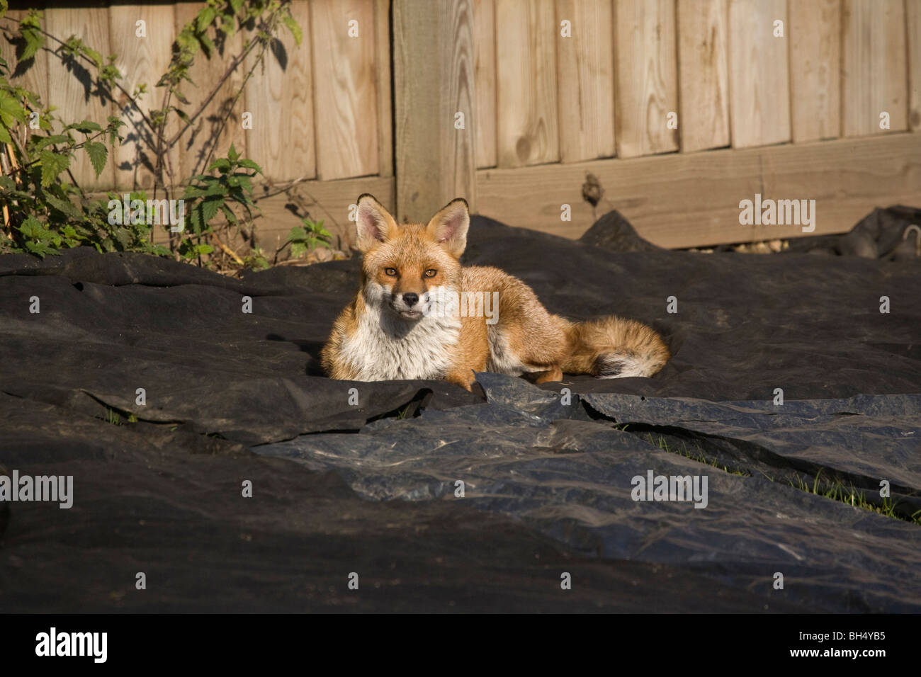 Ein urban Fuchs ruht in der Wärme der Morgensonne in einem Garten. Stockfoto