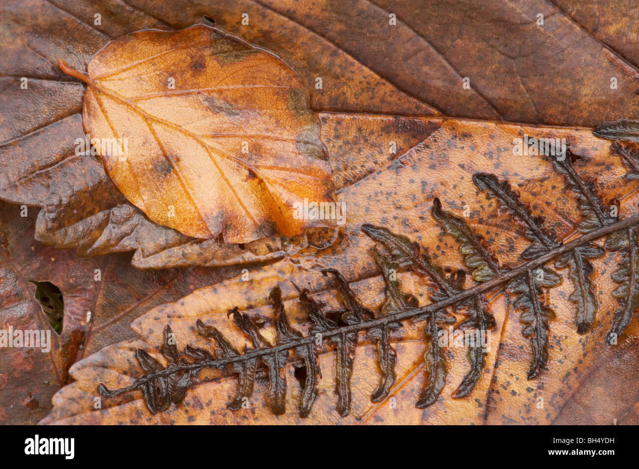 Nasse Buche (Fagus Sylvatica) Blatt und Farn Wedel auf Blättern im Wald, Lake District Stockfoto