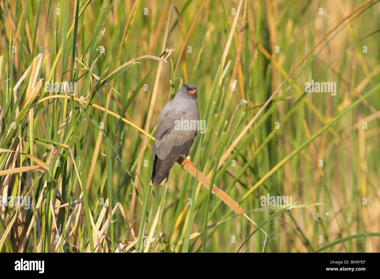 Männlichen Schnecke Kite (Rostrhamus Sociabilis) auf Rohrkolben (Scirpus) am Lake Tohopekaliga, Florida, USA Stockfoto