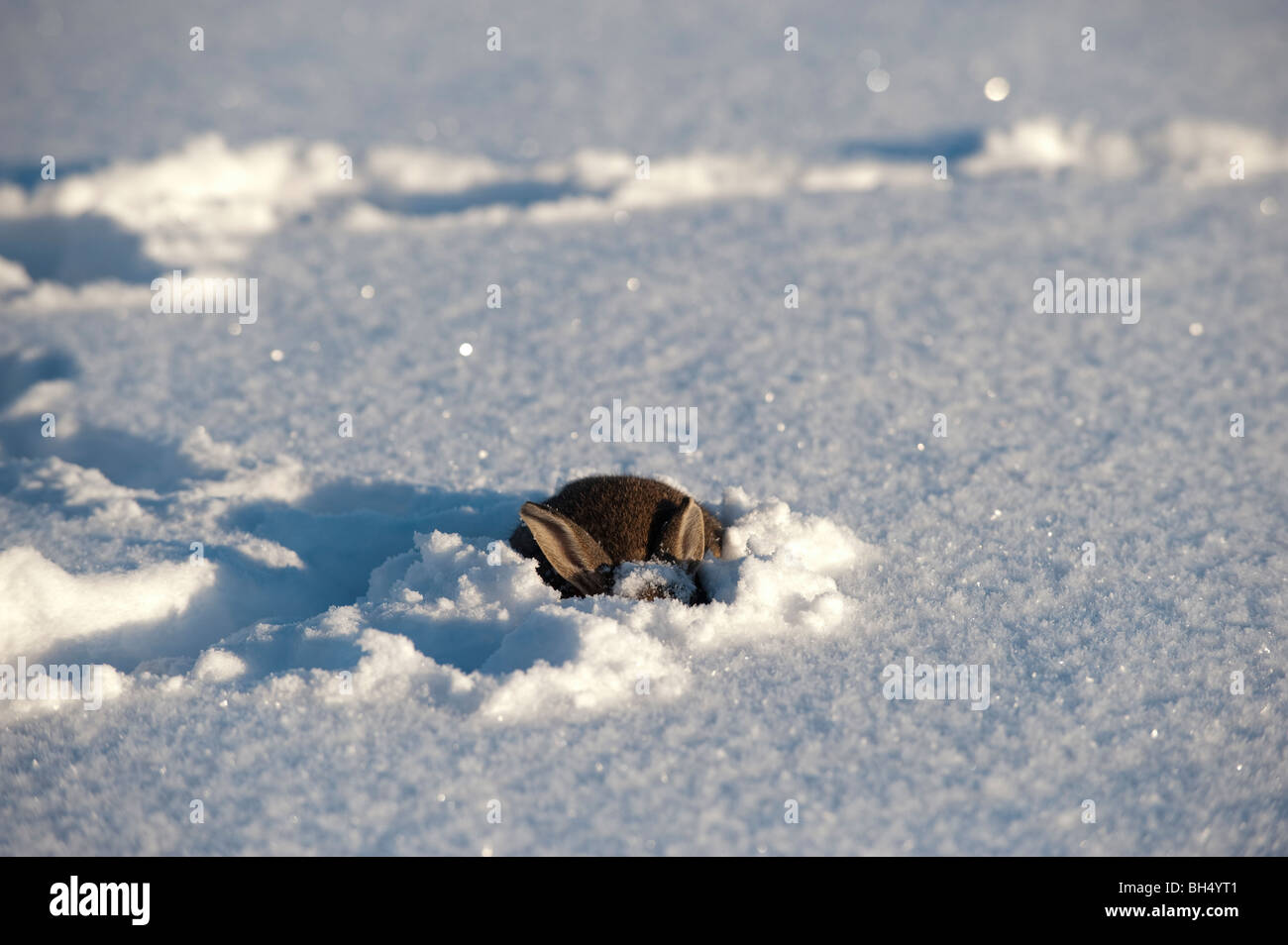 Kaninchen Essen Grass unter Schnee. Stockfoto
