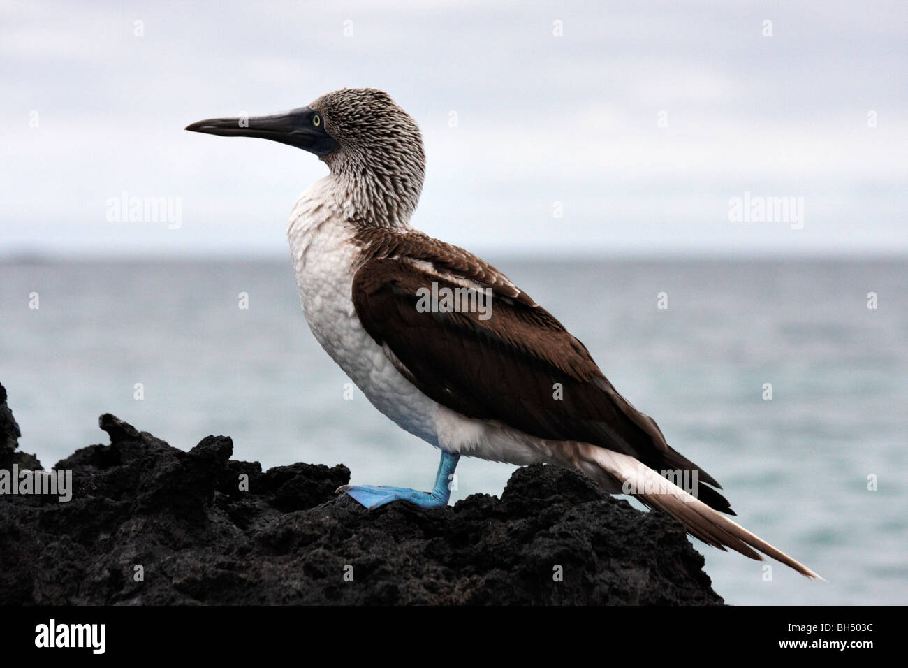 Blue footed Sprengfallen (Sula Nebouxii Excisa) stehen auf Felsen in Elizabeth Bay, Insel Isabela. Stockfoto