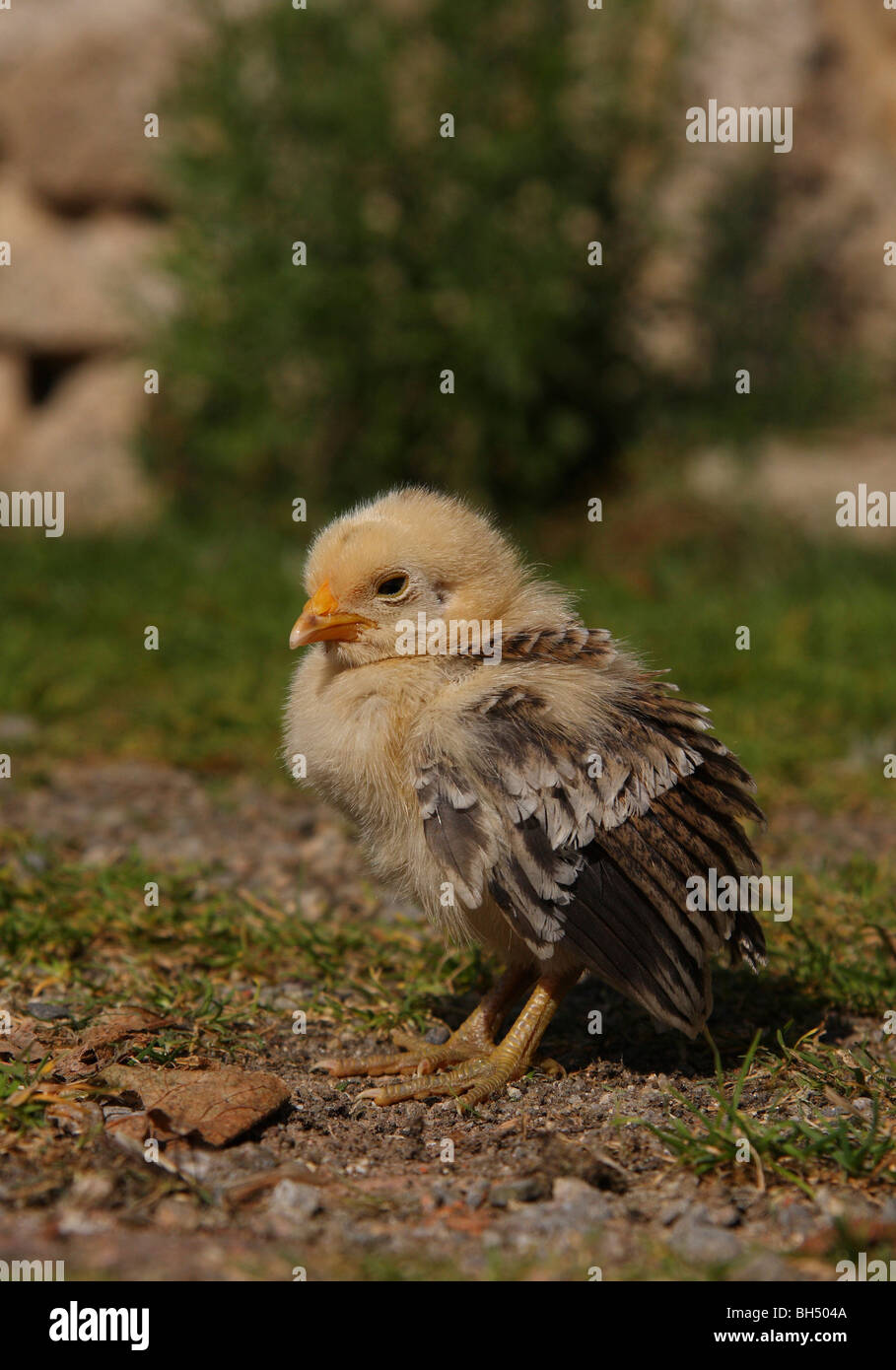 Ein Küken, erstreckt sich seine Flügel. Stockfoto