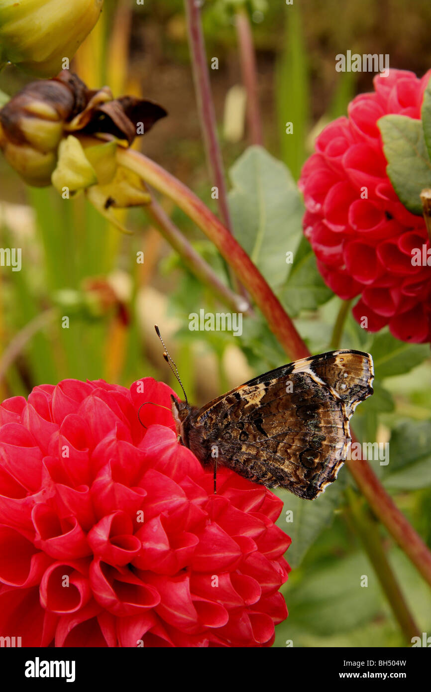 Ein Red Admiral Schmetterling mit den Flügeln gefaltet Hülseneinführung eine rote Dahlie. Stockfoto