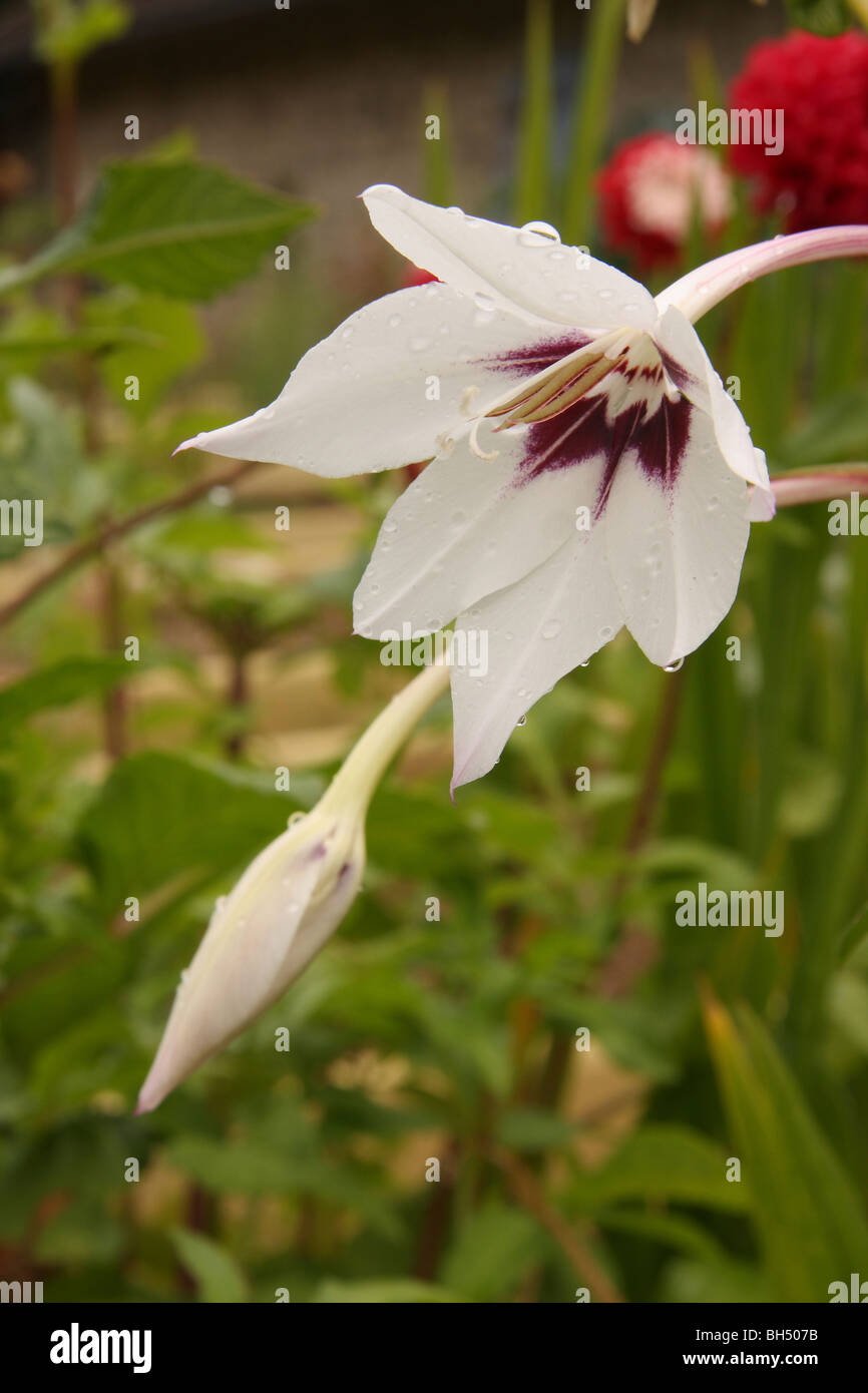 Peacock Orchidee in einem Blumengarten nach einer Dusche. Stockfoto