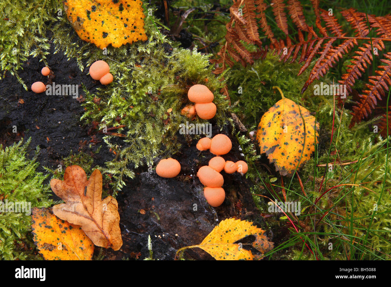Eine Gruppe von Hypoxylon Fragiforme Pilze auf ein Stück totes Holz, Moos, Blätter und ein Adlerfarn Wedel umgeben. Stockfoto