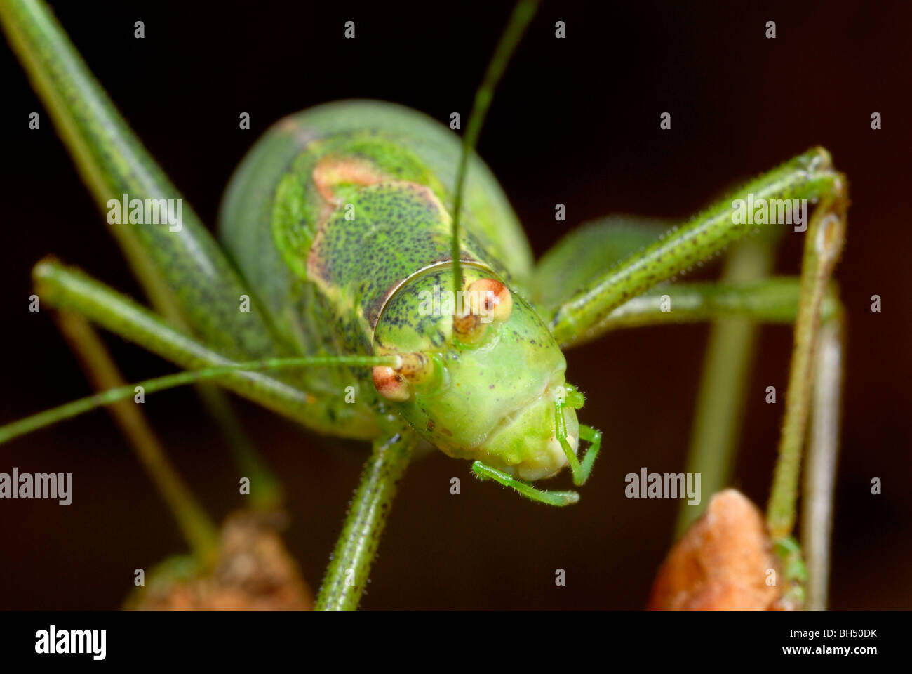 Der Kopf und Maul Teile eines Erwachsenen weiblichen Speckled Bush Cricket (Leptophyes Punctatissima) in einem Norfolk Holz hautnah Stockfoto