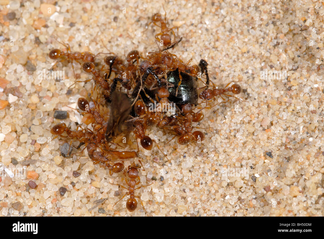 Nahaufnahme einer Masse von roten Ameisen (Myrmica Rubra) verschlingt einen Käfer auf einer sandigen Küste in Norfolk im Sommer. Stockfoto