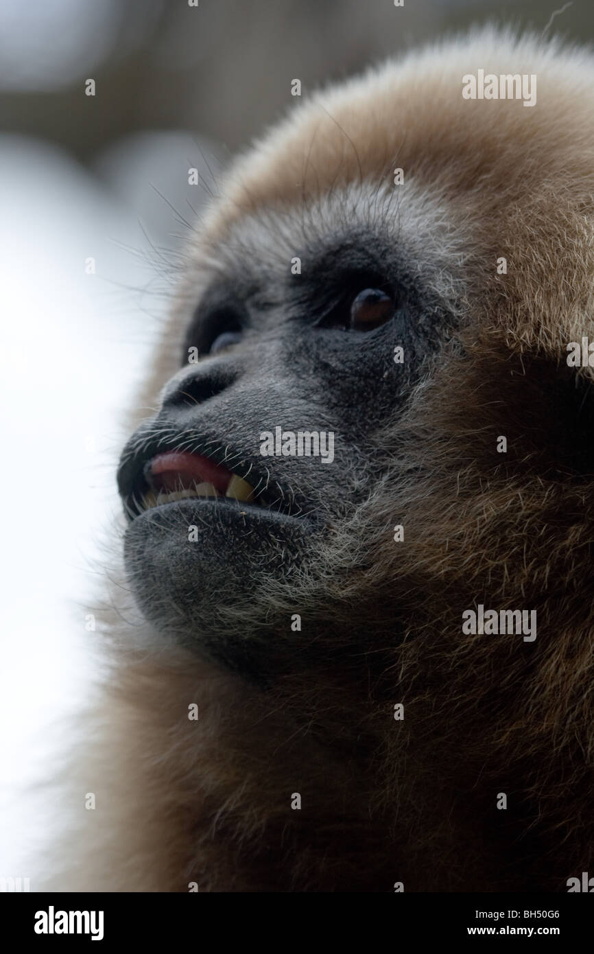 Agile Gibbon - Hylobates pileatus Stockfoto