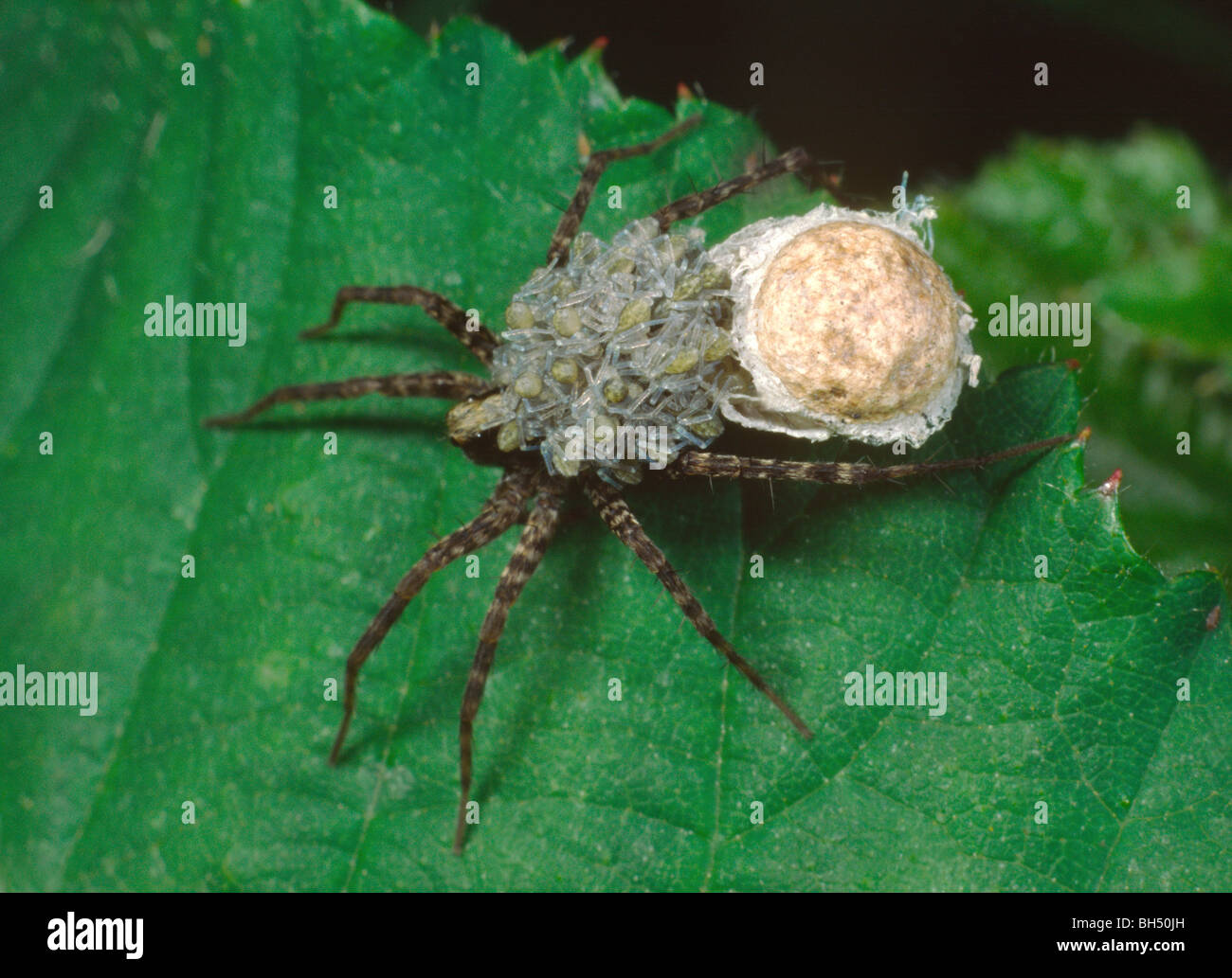 Wolfspinne Arachnid Pardosa amentata Stockfoto